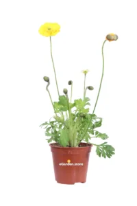 Papavero Comune Giallo v14 egarden.store online