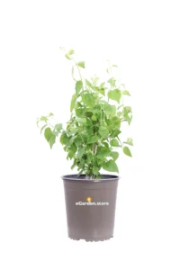 Philadelphus Virginal v19 egarden.store online