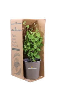 Philadelphus Virginal v19 egarden.store online