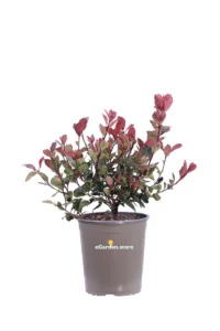 Photinia X Fraseri Little Fenna v19 egarden.store online