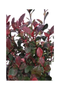 Photinia X Fraseri Little Fenna v19 egarden.store online