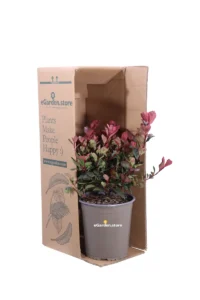 Photinia X Fraseri Little Fenna v19 egarden.store online