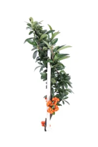 Pyracantha Coccinea Orange Star