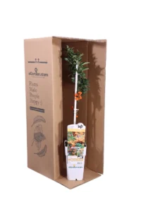 Pyracantha Coccinea Orange Star v15 egarden.store online