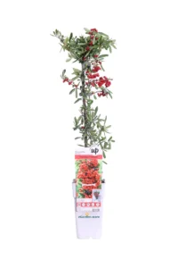 Pyracantha Coccinea Red Star v15 egarden.store online
