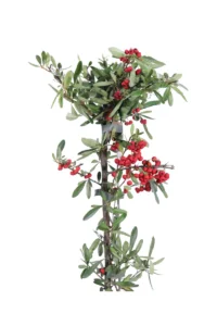 Pyracantha Coccinea Red Star v15 egarden.store online