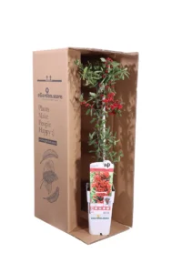Pyracantha Coccinea Red Star v15 egarden.store online