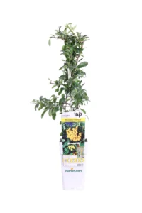 Pyracantha Coccinea Sunny Star v15 egarden.store online