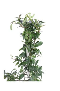 Pyracantha Coccinea Sunny Star v15 egarden.store online