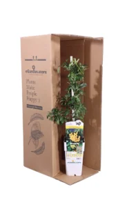 Pyracantha Coccinea Sunny Star v15 egarden.store online