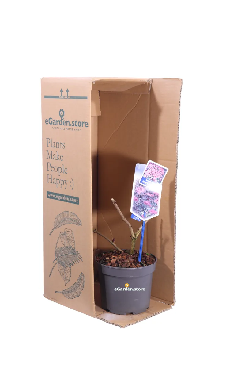 Sambuco - Sambucus Nigra Black Beauty