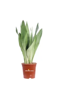 Sansevieria Trifasciata Moonshine v17 egarden.store online
