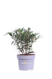 Sarcococca Hookeriana Purple Gem v17 egarden.store online