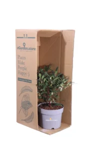 Sarcococca Hookeriana Purple Gem v17 egarden.store online