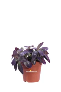 Tradescantia Pallida Purple Passion v12 egarden.store online
