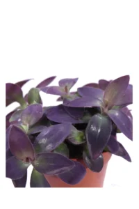 Tradescantia Pallida Purple Passion v12 egarden.store online
