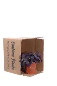 Tradescantia Pallida Purple Passion v12 egarden.store online