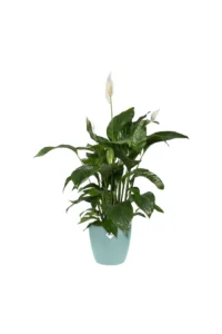 Vaso brussels round Sorbet Green v10 egarden.store online