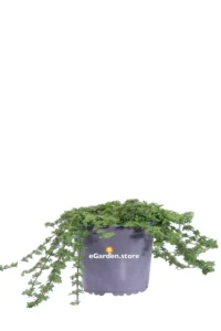 Verbena X Hybrida v14 egarden.store online