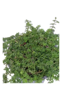 Verbena X Hybrida v14 egarden.store online