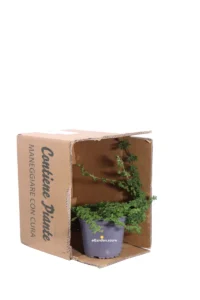 Verbena X Hybrida v14 egarden.store online