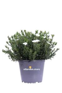 Arenaria Montana v14 egarden.store online