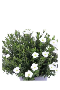 Arenaria Montana v14 egarden.store online