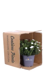 Arenaria Montana v14 egarden.store online