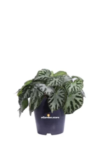 Begonia Imperialis Silver Jewel v12 egarden.store online
