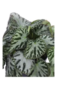 Begonia Imperialis Silver Jewel v12 egarden.store online