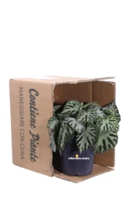 Begonia Imperialis Silver Jewel