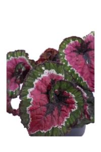 Begonia Rex Macarena v12 egarden.store online