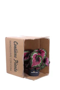 Begonia Rex Macarena v12 egarden.store online