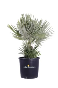 Chamaerops Humilis Compacta v40 egarden.store online