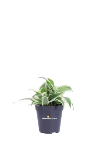 Clorofito - Chlorophytum Comosum v6 egarden.store online
