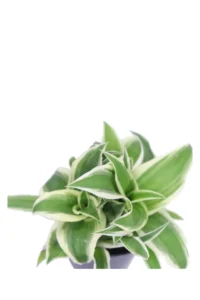 Clorofito - Chlorophytum Comosum