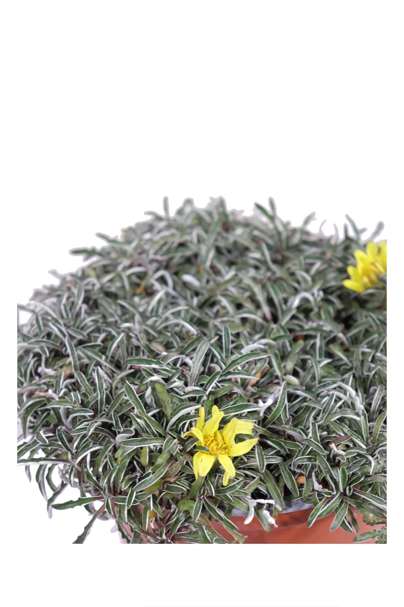 Dymondia Margaretae v15 egarden.store online