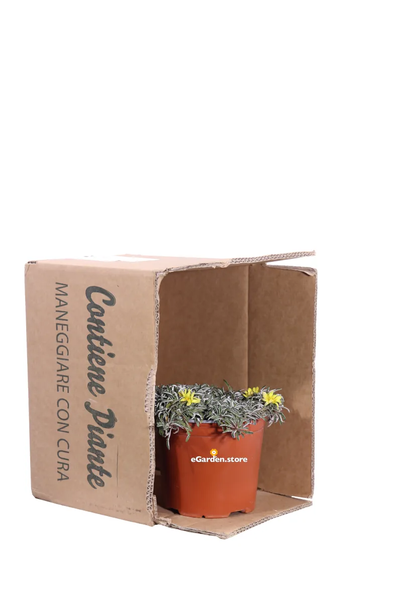 Dymondia Margaretae v15 egarden.store online