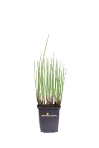 Equisetum Fluviatile v9 egarden.store online