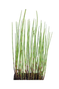 Equisetum Fluviatile v9 egarden.store online
