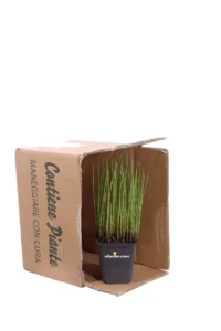 Equisetum Fluviatile v9 egarden.store online