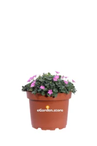 Erodio - Erodium v22 egarden.store online