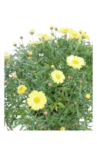 Margherita Delle Canarie Gialla - Argyranthemum v17 egarden.store online