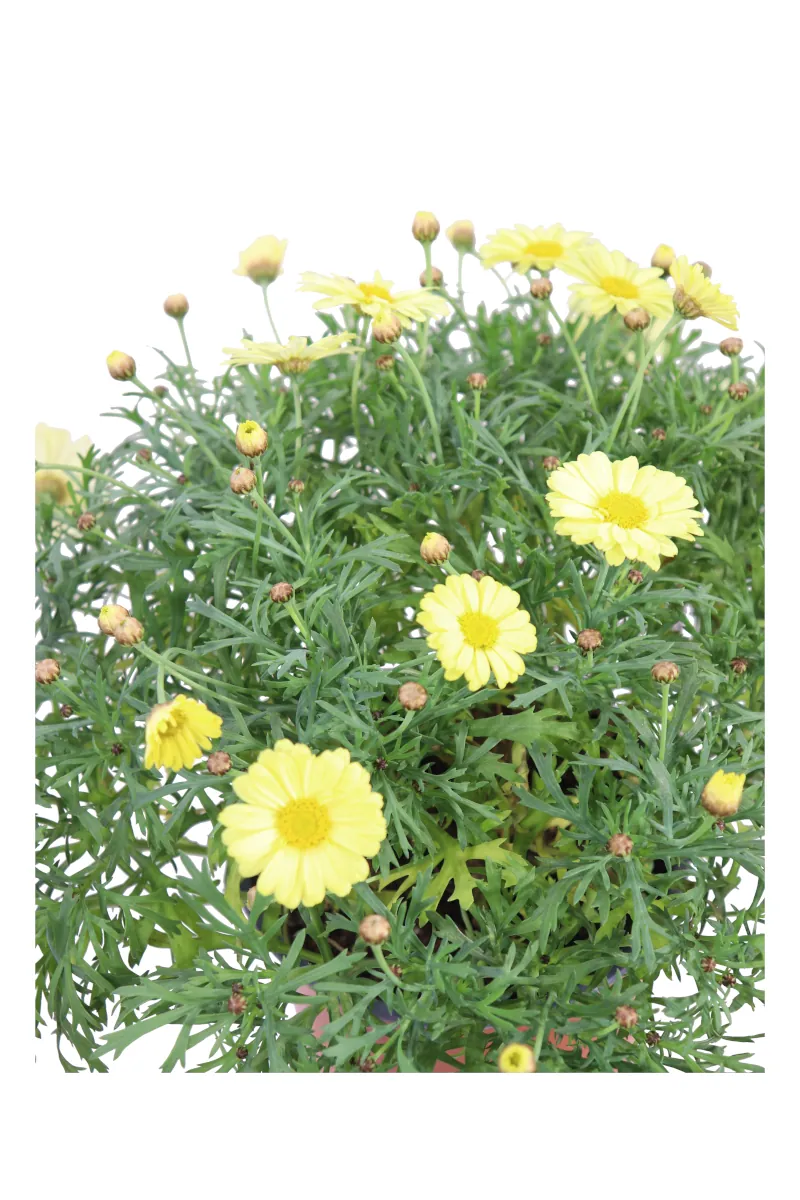 Margherita Delle Canarie Gialla - Argyranthemum v17 egarden.store online