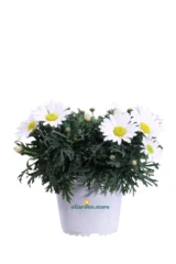 Margherita Extra - Argyranthemum Frutescens v14 egarden.store online