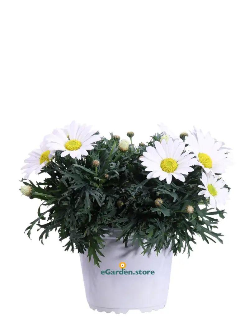 Margherita Extra - Argyranthemum Frutescens v14 egarden.store online