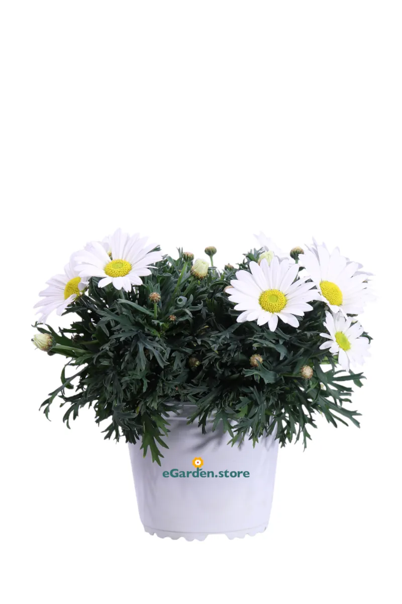Margherita Extra - Argyranthemum Frutescens v14 egarden.store online