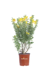 Medicago Arborea v17 egarden.store online