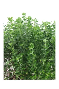 Medicago Arborea v60 egarden.store online