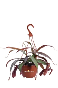 Nepenthes Sanguinea v14 egarden.store 1 Nepenthes Sanguinea v14 egarden.store online